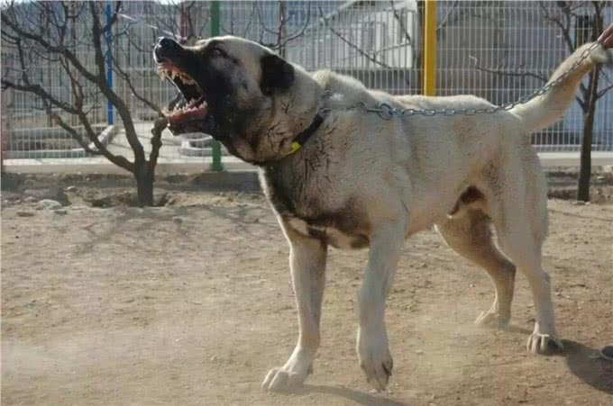 一种不被世人所了解的猛犬—坎高!