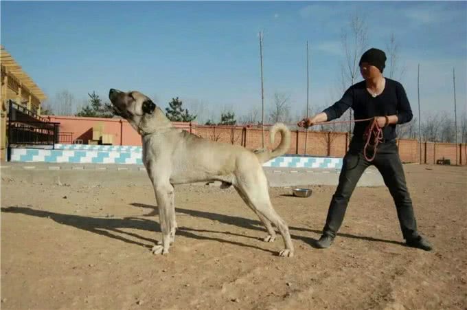 一种不被世人所了解的猛犬—坎高!