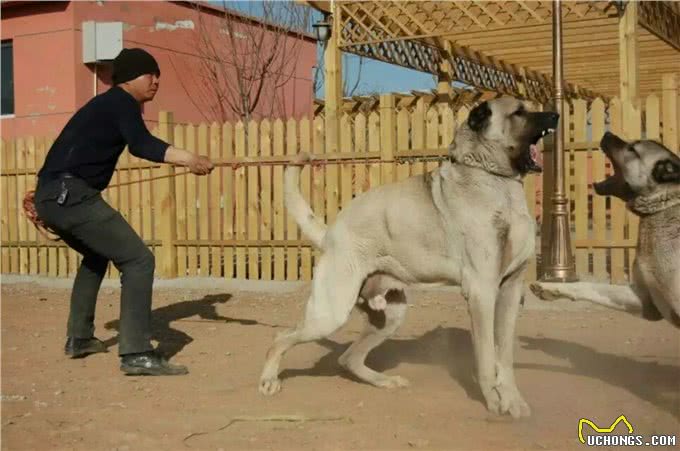一种不被世人所了解的猛犬—坎高!