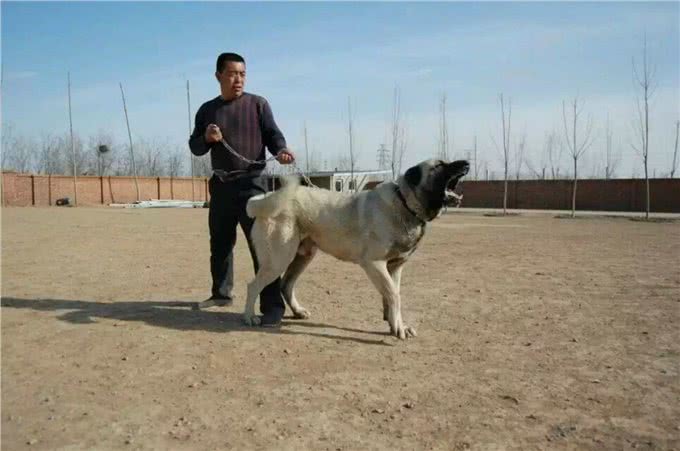 一种不被世人所了解的猛犬—坎高!