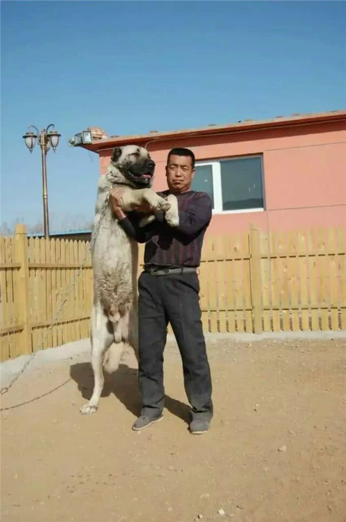 一种不被世人所了解的猛犬—坎高!