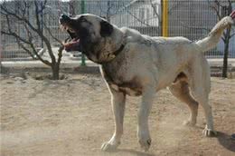 一种不被世人所了解的猛犬—坎高!