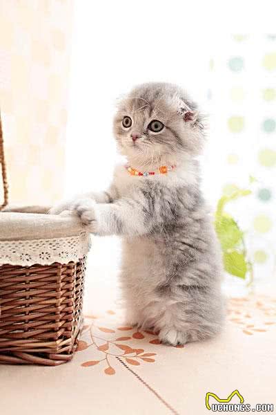 一道题，看清你自己到底是一个什么性格的人，适合养什么猫