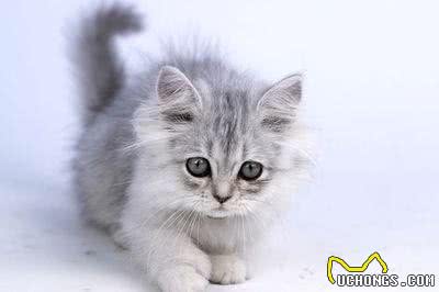 一道题，看清你自己到底是一个什么性格的人，适合养什么猫