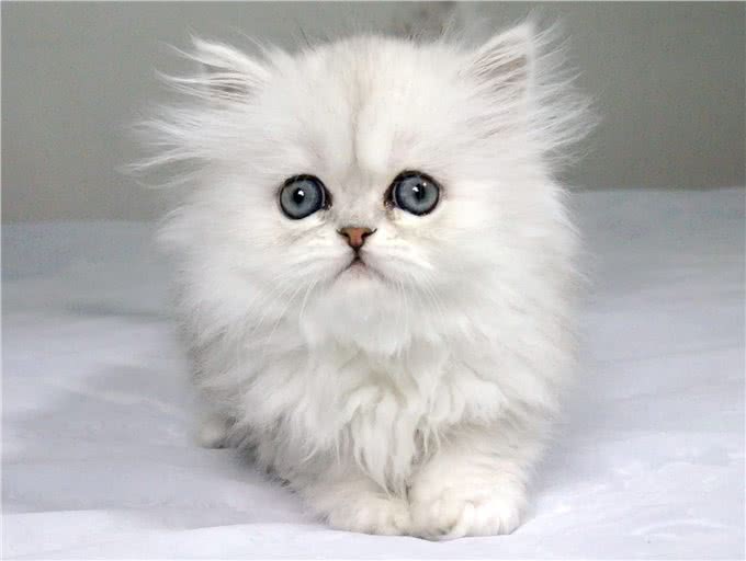 一道题，看清你自己到底是一个什么性格的人，适合养什么猫