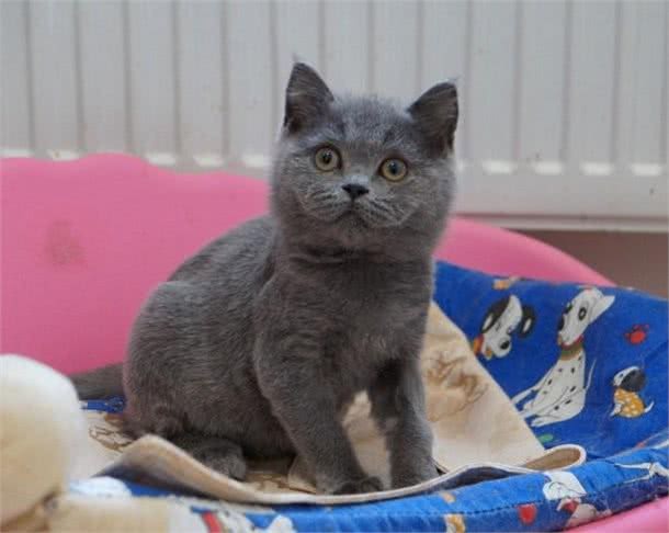 一道题，看清你自己到底是一个什么性格的人，适合养什么猫