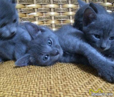 一道题，看清你自己到底是一个什么性格的人，适合养什么猫