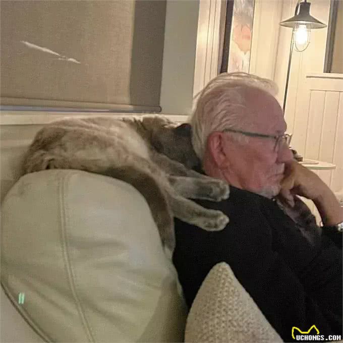 大叔对猫无感,遇到这只猫后变猫奴,网友笑:一看就是像亲生的!