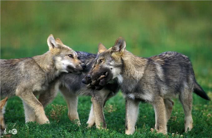 名犬鉴赏—法国狼犬