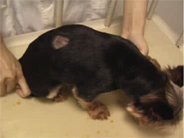 你知道宠物常见的病都有哪些吗?