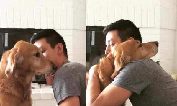 不舍帅爸出门上班，超暖黄金猎犬给他抱抱让人融化:你要早点回来