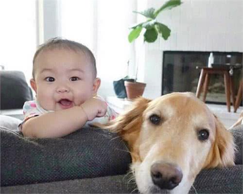 不舍帅爸出门上班，超暖黄金猎犬给他抱抱让人融化:你要早点回来
