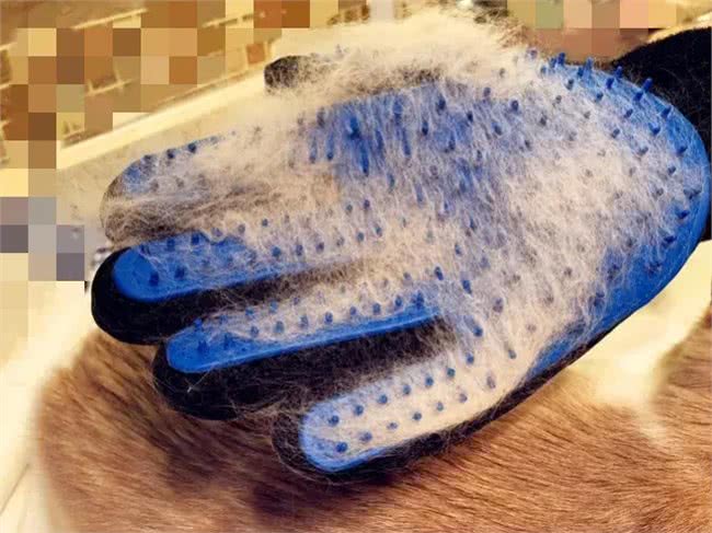 狗狗换毛期必备小工具