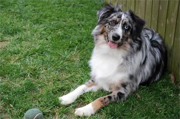 天资聪慧的牧羊犬们，到底有哪些犬种?它们有什么特点?