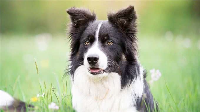 天资聪慧的牧羊犬们，到底有哪些犬种?它们有什么特点?