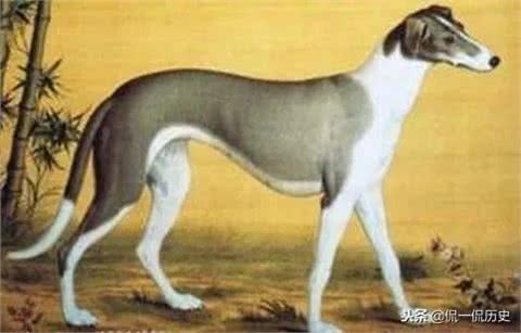 哮天犬居然是白色的，哮天犬是什么品种的犬?