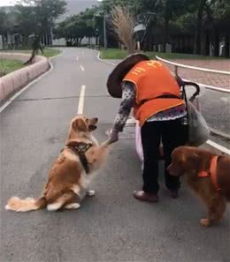 球被清洁阿姨捡到，狗狗坐下撒娇超有礼貌：能把球球还给我吗?