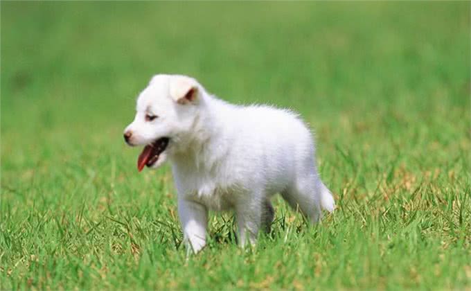 如果爱犬得了癫痫，15种控制癫痫病的药，看完总有一种适合
