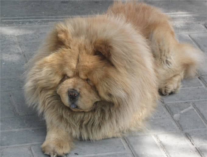 如果爱犬得了癫痫，15种控制癫痫病的药，看完总有一种适合