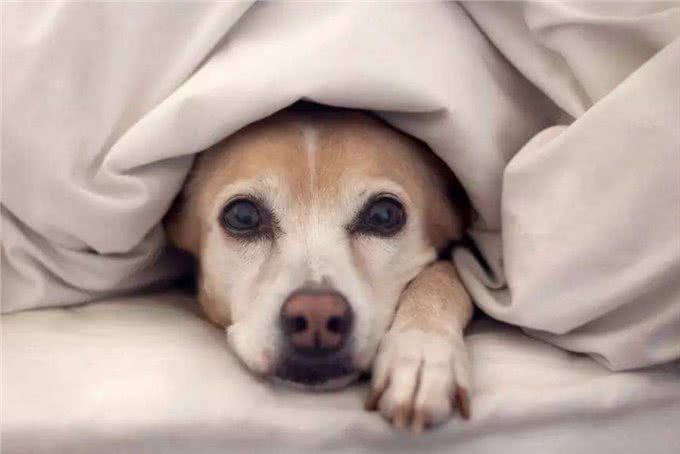 如果爱犬得了癫痫，15种控制癫痫病的药，看完总有一种适合