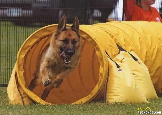 德国牧羊犬—护卫者适应性强非常聪明，看您适不适合养?