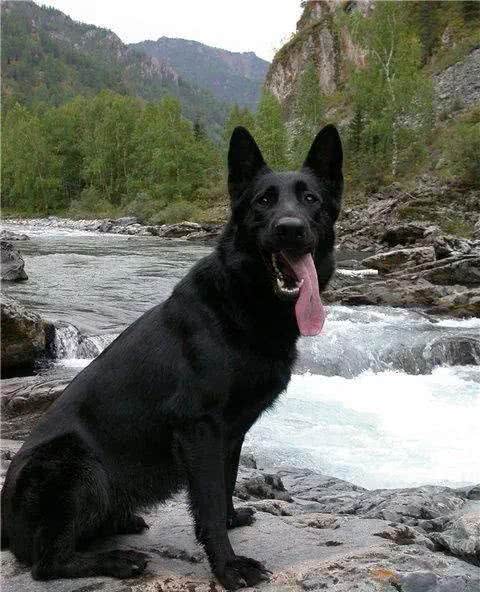 德国牧羊犬—护卫者适应性强非常聪明，看您适不适合养?