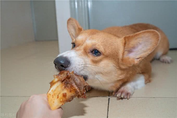 狗狗吃完食物呕吐怎么回事?