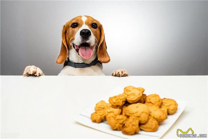 狗狗吃完食物呕吐怎么回事?