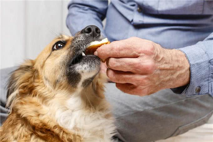 狗狗吃完食物呕吐怎么回事?