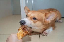 狗狗吃完食物呕吐怎么回事?