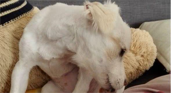 狗狗舔不同的部位，代表着什么意思?