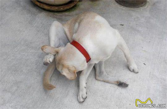 狗狗舔不同的部位，代表着什么意思?