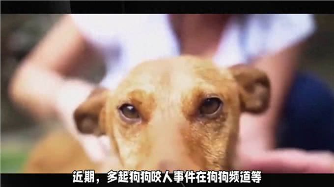 如何避免狗狗频频咬人?