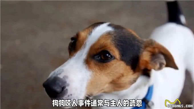 如何避免狗狗频频咬人?