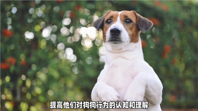 如何避免狗狗频频咬人?
