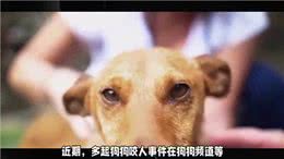 如何避免狗狗频频咬人?
