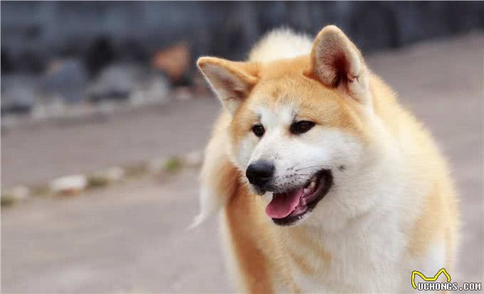 火了数十年的秋田犬，养的人并不多，原因是什么?