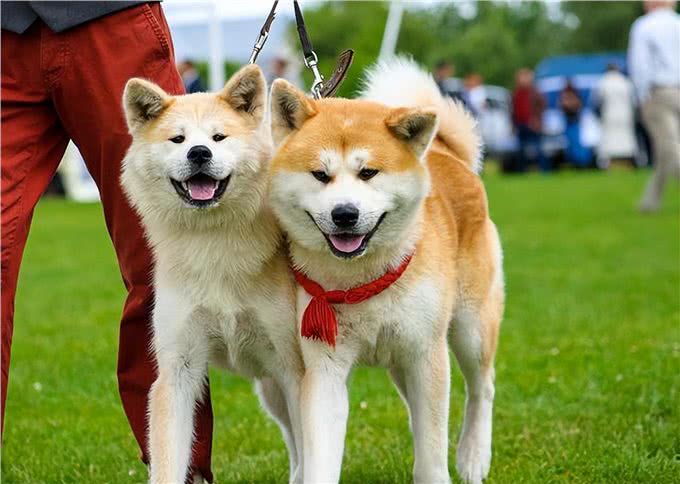 火了数十年的秋田犬，养的人并不多，原因是什么?