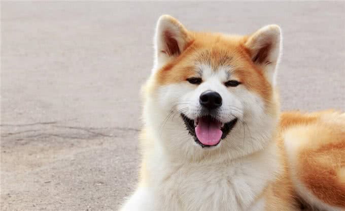 火了数十年的秋田犬，养的人并不多，原因是什么?