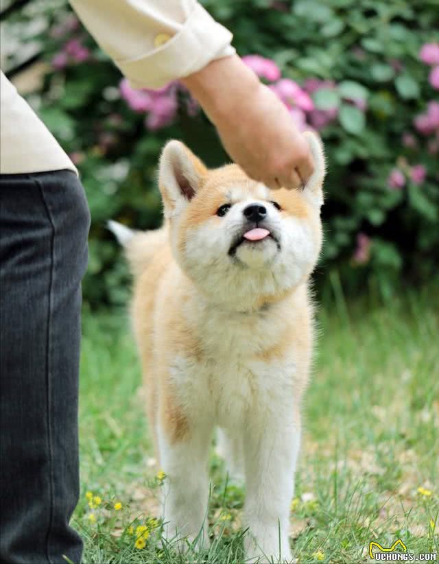 火了数十年的秋田犬，养的人并不多，原因是什么?