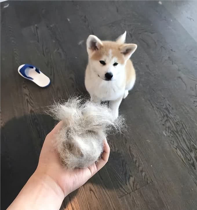 火了数十年的秋田犬，养的人并不多，原因是什么?
