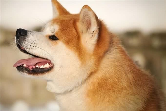 火了数十年的秋田犬，养的人并不多，原因是什么?