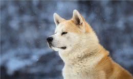火了数十年的秋田犬，养的人并不多，原因是什么?