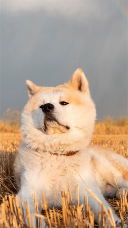 秋田犬为什么越来越少人养?主人：浑身是毛病!