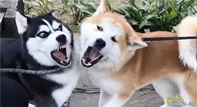 秋田犬为什么越来越少人养?主人：浑身是毛病!