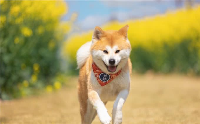 秋田犬为什么越来越少人养?主人：浑身是毛病!
