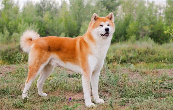 秋田犬为什么越来越少人养?主人：浑身是毛病!