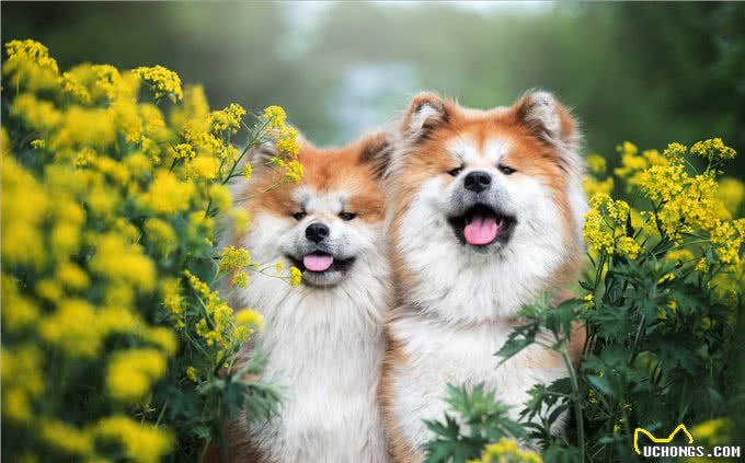 秋田犬为什么越来越少人养?主人：浑身是毛病!