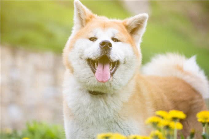 秋田犬为什么越来越少人养?主人：浑身是毛病!