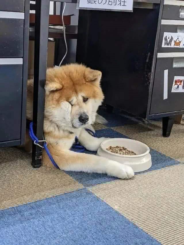 秋田犬为什么越来越少人养?主人：浑身是毛病!